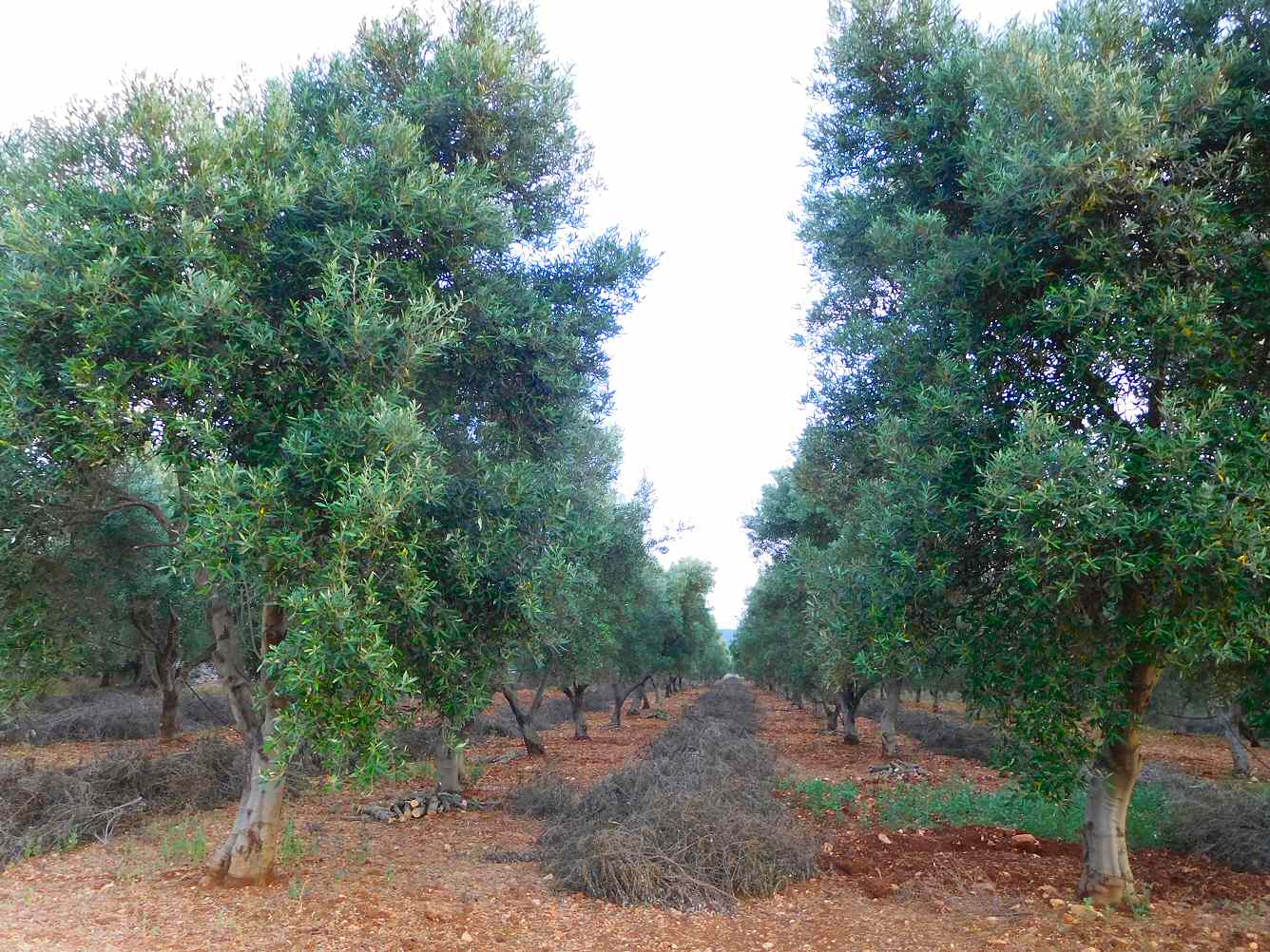 Rolling olive groves and dry-stone walls of the Puglia countryside
